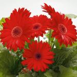 Seminte profesionale  Gerbera jamesonii - Gerbera